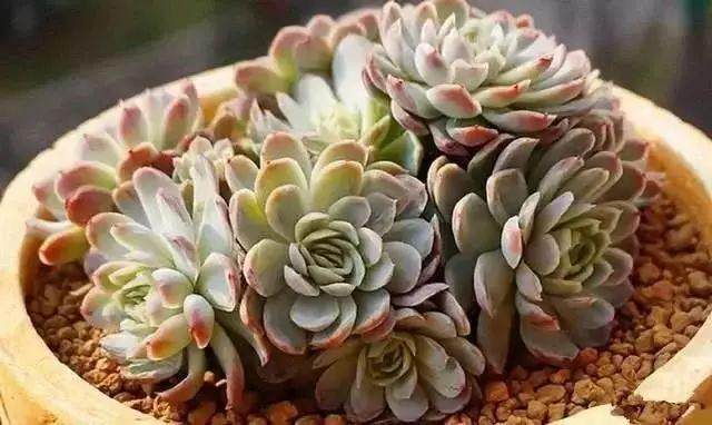 多肉盆栽配土 用这3层法