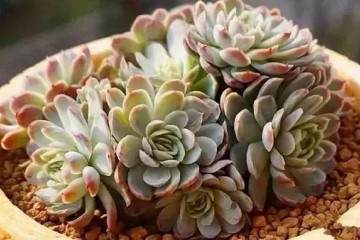 多肉怎么盆栽配土 用这3层法 图片