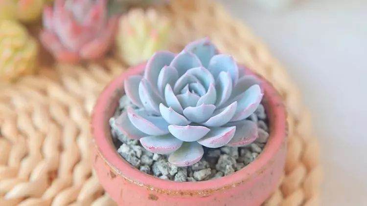 多肉植物老爱徒长 怎么应对？