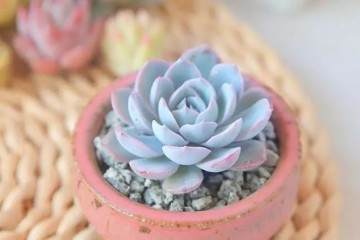 多肉植物老爱徒长 怎么应对 图片