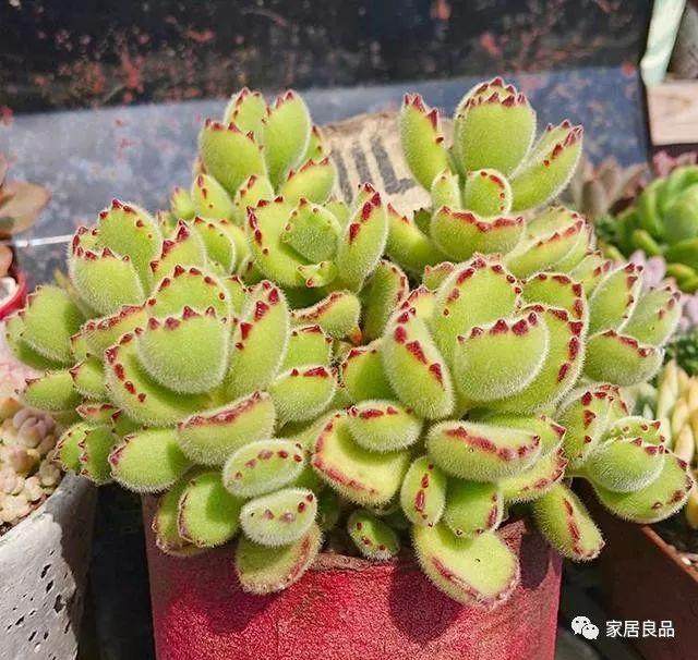 多肉换盆时 这6点千万要注意!