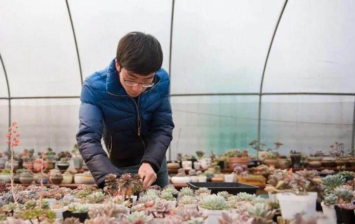 多肉植物好养 是最适合懒人养的植物