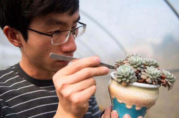 多肉植物好养 是最适合懒人养的植物