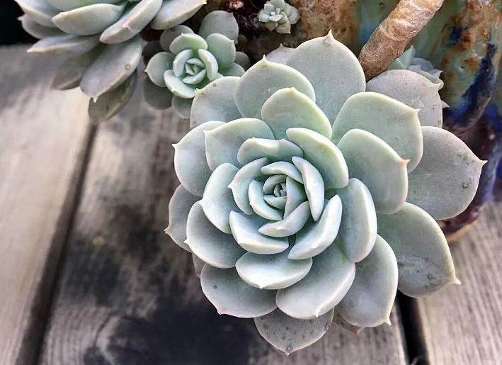 鲁氏石莲多肉可以扦插 也可以叶插