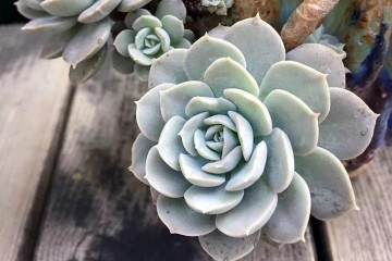 鲁氏石莲多肉可以扦插 也可以叶插