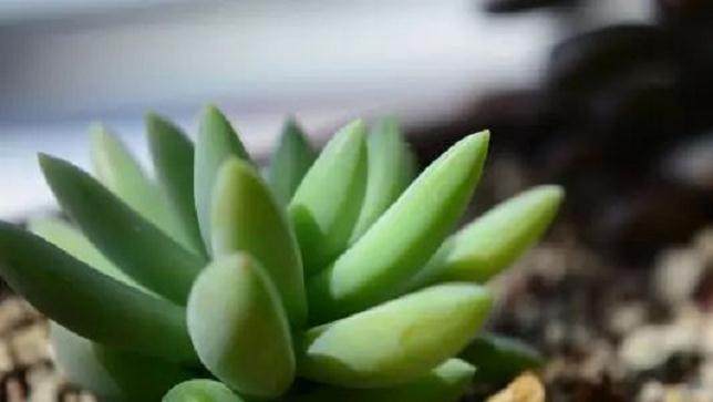 想要多肉玉树在冬季继续生长 就做好这3件事吧