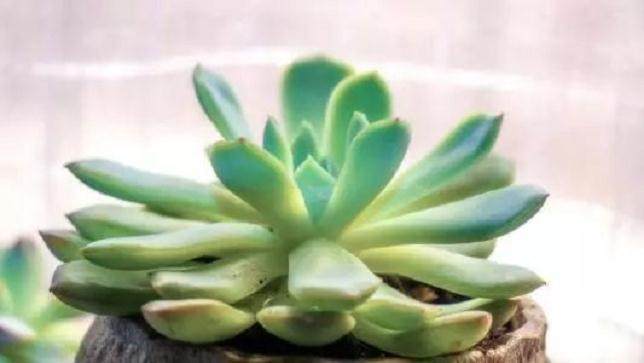 想要多肉玉树在冬季继续生长 就做好这3件事吧