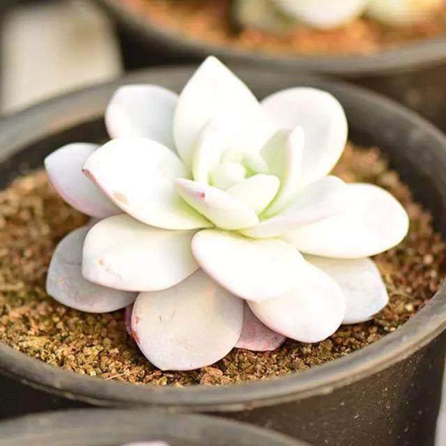 养多肉切忌三缺一 否则死亡率提高