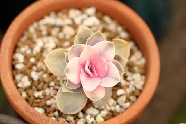 养多肉切忌三缺一 否则死亡率提高