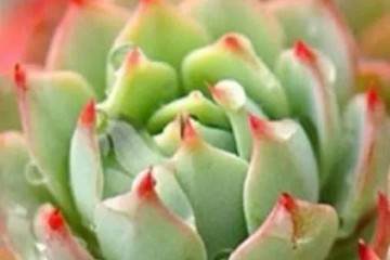 想要多肉爆盆 仅需一招 养出来的多肉超漂亮