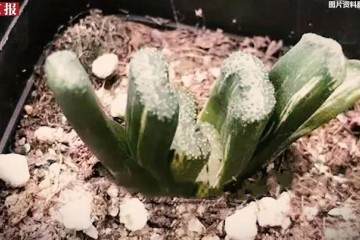 是谁干的 一夜偷5千余株多肉 图片