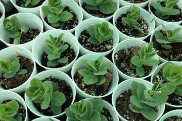 阳台养多肉注意这5点 也能完爆大棚