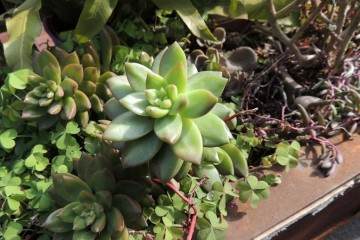 冬天养护多肉时 注意这3点 让它安全过冬
