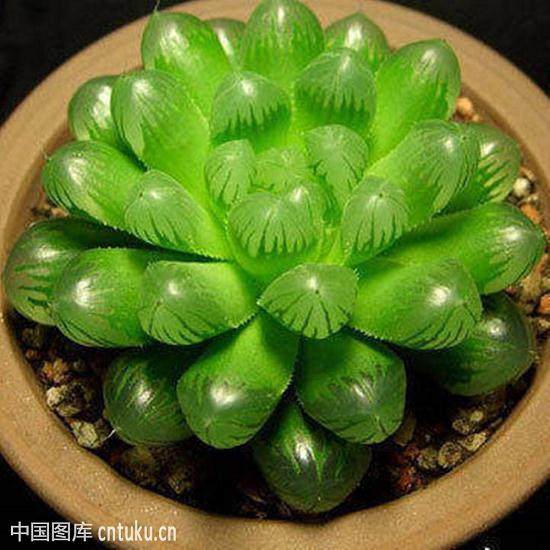 多肉植物销售店的系统总体设计