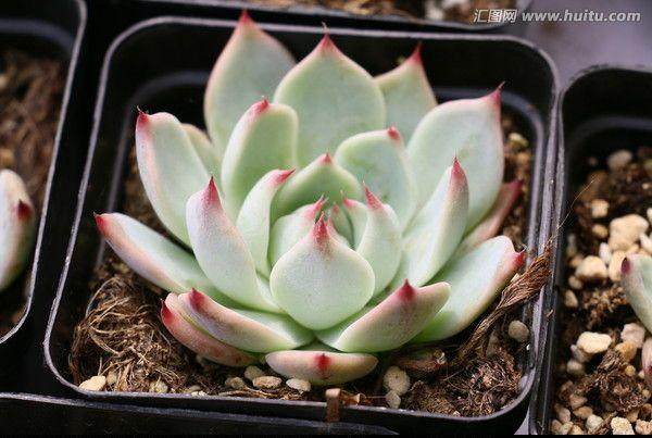 多肉绿植管理系统的建立成为现代化发展的必然选择