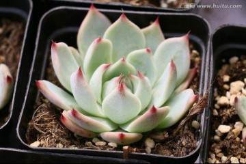 多肉绿植管理系统的建立成为现代化发展的必然选择