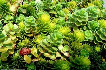 研究现代多肉盆景审美中体现的人居精神