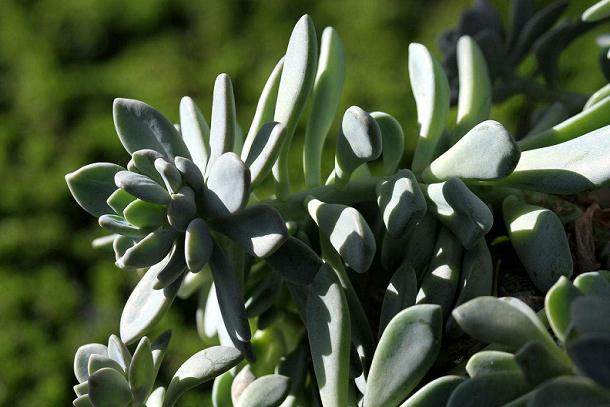 现代人通过发达的园艺市场获取多肉植物资源