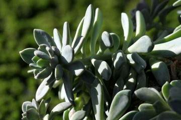 现代人通过发达的园艺市场获取多肉植物资源