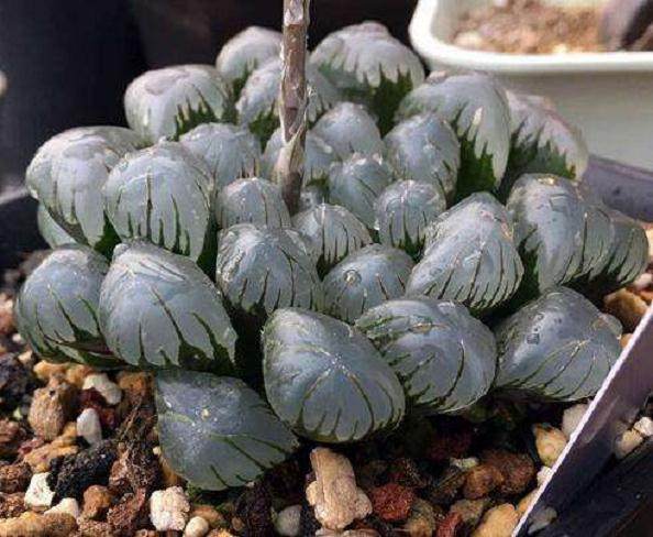 目前 国内一线城市的多肉市场初步饱和