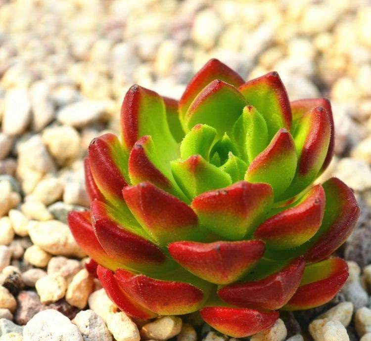 多肉盆栽产品的定制设计