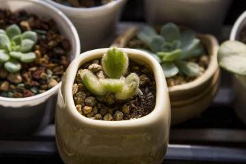 传奇园计划投资20亿元打造全国知名的多肉小镇