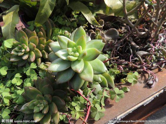 让多肉绿植走进庭院 阳台 点亮生活的点点滴滴