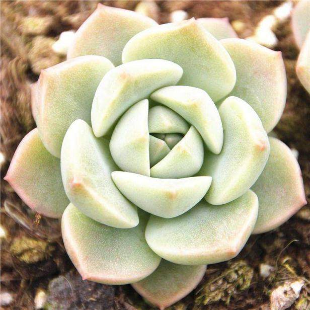 白牡丹多肉的生根培养与炼苗移栽