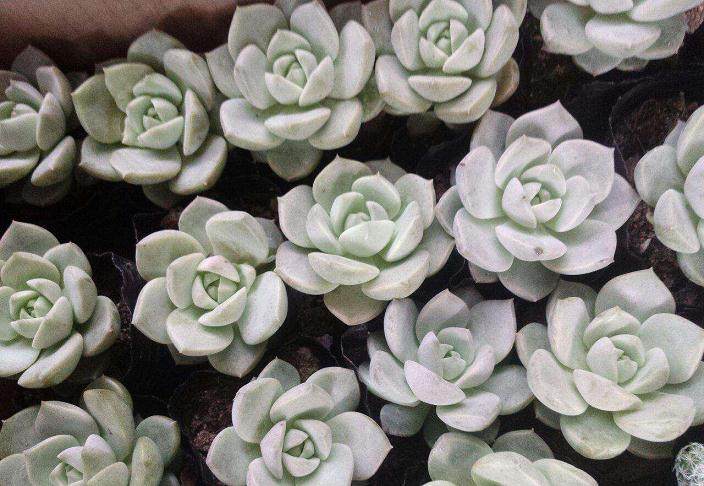 白牡丹多肉的生根培养与炼苗移栽