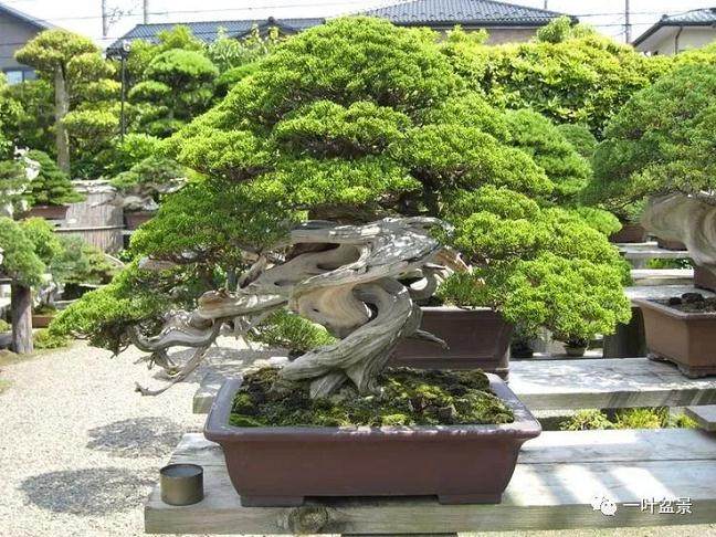 花卉盆景叶面施肥很重要 教你15个叶面肥的配方