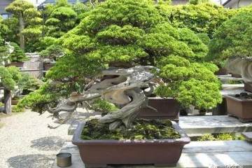 2019上海盆景赏石展1月16在上海植物园揭幕