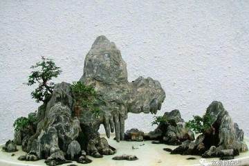 刍议黑剪刀的盆景多元化