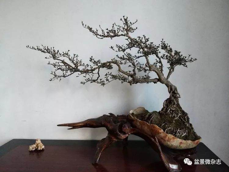 刍议黑剪刀的盆景多元化