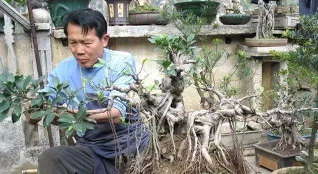 叔叔用朽木树根做盆景 一盆5000都买不来