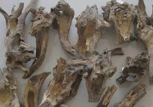 叔叔用朽木树根做盆景 一盆5000都买不来