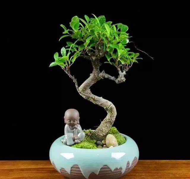 为什么有的榕树盆景叶子特别小?