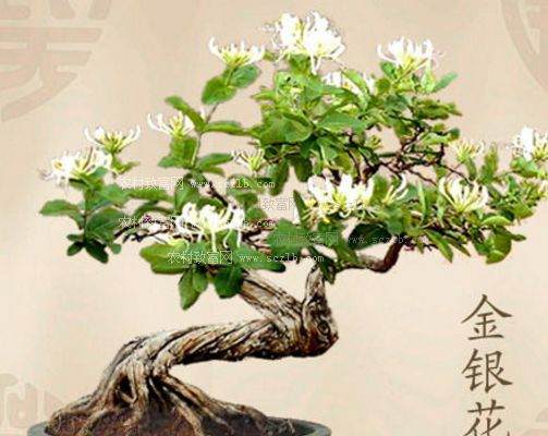 金银花盆景养护需要注意什么?