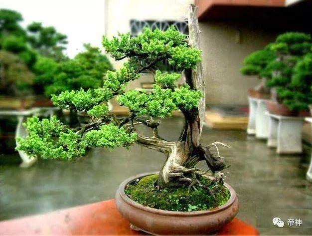 榕树盆景的风水禁忌是什么？