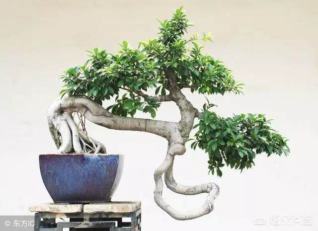 在室内养护榕树盆景需要注意一些的3个问题