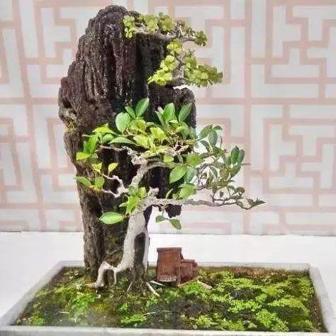 怎么制作榕树附石盆景?