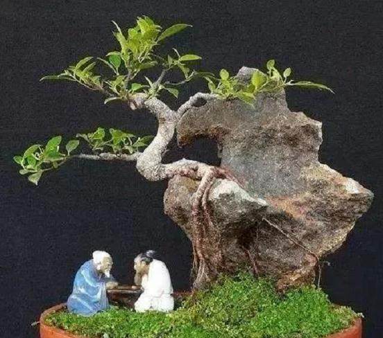 如何给附石榕树盆景修剪枝叶