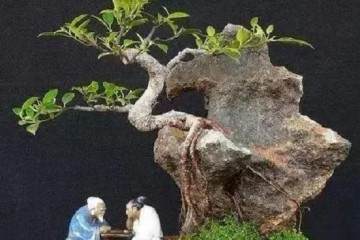 如何给附石榕树盆景修剪枝叶