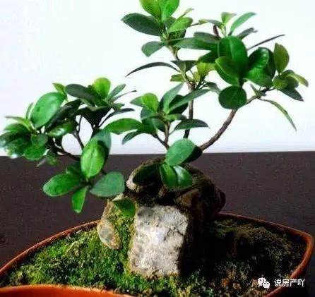 制作成榕树盆景 该怎么换盆换土?