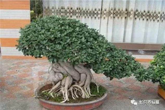 榕树盆景的养殖方法和注意事项