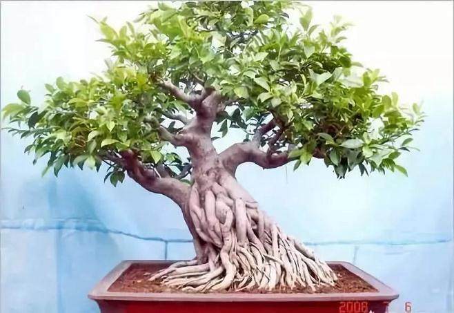 榕树盆景的提根怎么做？