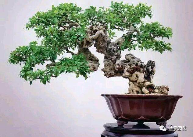 榕树盆景落叶的原因以及应对措施