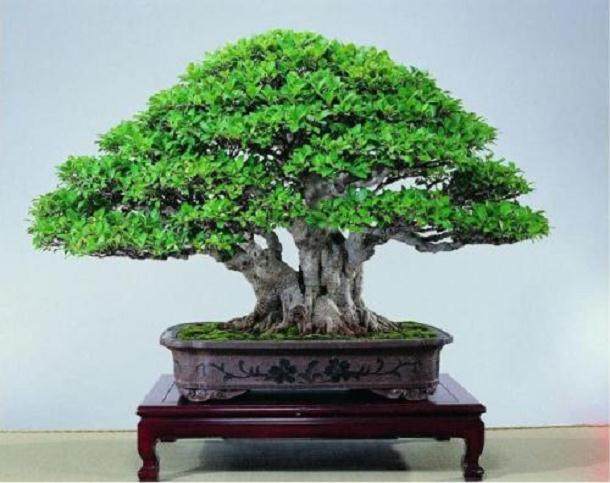 养盆栽榕树 用一个小方法 新叶嫩叶蹭蹭长