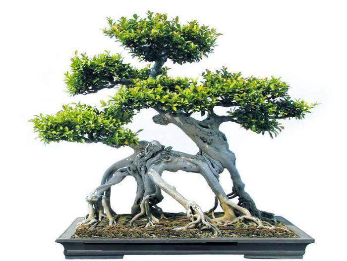 榕树盆景冬天掉叶子?因为你忽略了这些事!