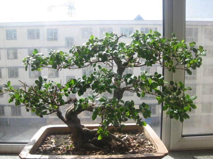 成品老榕树盆栽的管理