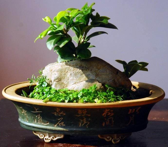 榕树盆栽展出前的管理方法